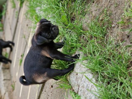 Retromops Welpen