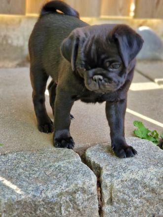 Retromops Welpen