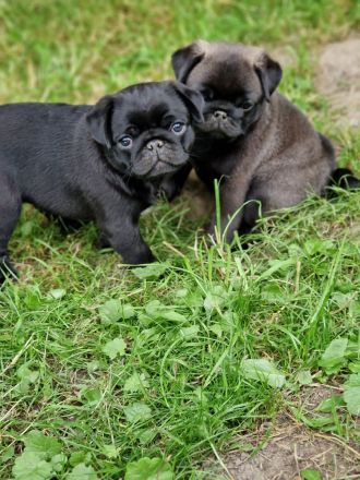 Retromops Welpen
