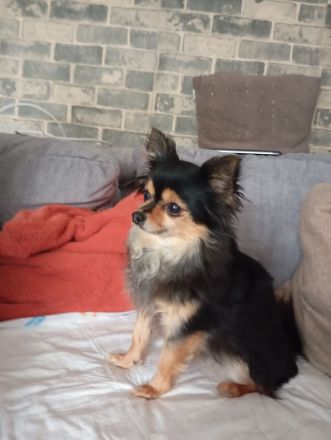 🐶 Chihuahua | Lotti sucht ruhiges, kinderloses Zuhause ❤️ 200€ VB
