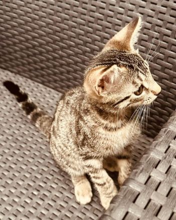 Katzenbaby