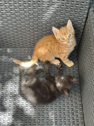 Katzenbaby