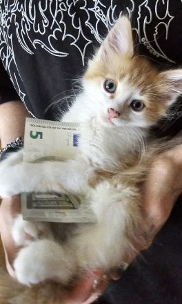 Zuckersüße BKH–Norwegische Waldkatzen Mix Kitten suchen ihr Für-immer-Zuhause 🐾❤️