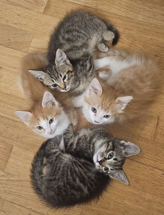 Zuckersüße BKH–Norwegische Waldkatzen Mix Kitten suchen ihr Für-immer-Zuhause 🐾❤️