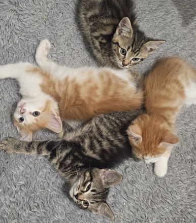 Zuckersüße BKH–Norwegische Waldkatzen Mix Kitten suchen ihr Für-immer-Zuhause 🐾❤️