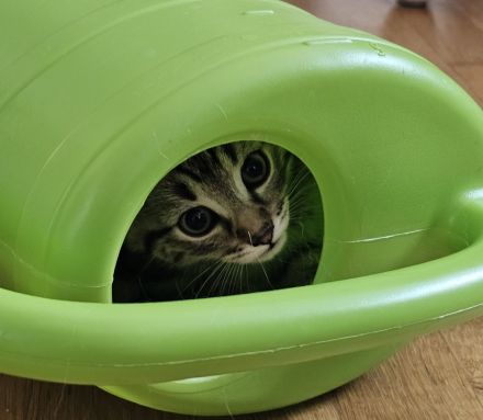 Zuckersüße BKH–Norwegische Waldkatzen Mix Kitten suchen ihr Für-immer-Zuhause 🐾❤️