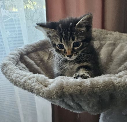 Zuckersüße BKH–Norwegische Waldkatzen Mix Kitten suchen ihr Für-immer-Zuhause 🐾❤️