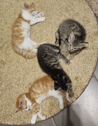 Zuckersüße BKH–Norwegische Waldkatzen Mix Kitten suchen ihr Für-immer-Zuhause 🐾❤️