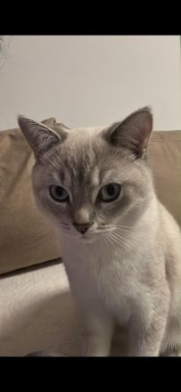 Charmanter Deckkater sucht gepflegte Katzendame