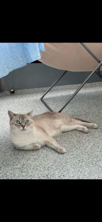 Charmanter Deckkater sucht gepflegte Katzendame