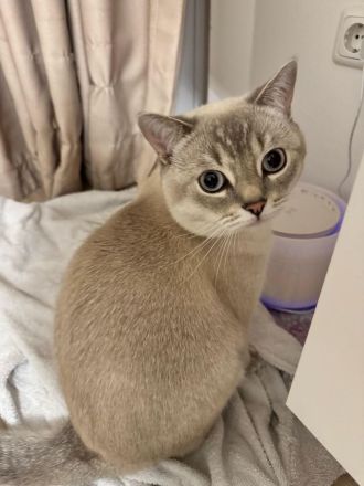 Charmanter Deckkater sucht gepflegte Katzendame