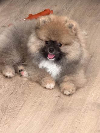 Reinrassiger Pomeranian Rüde Typ Teddy