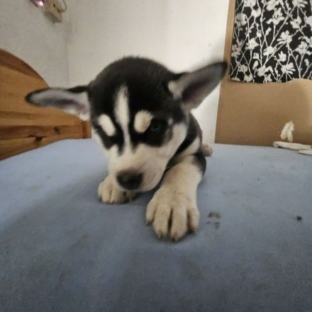 Huskymischlingswelpen