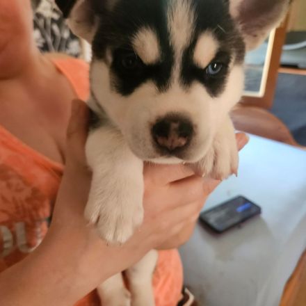 Huskymischlingswelpen