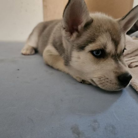 Huskymischlingswelpen