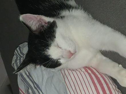 Kleine katze in guten händen abzugeben