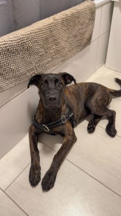 Cane Corso / Malinois