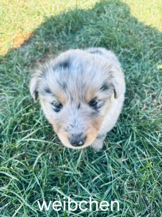 Australien Shepard Mini Sheltie mix