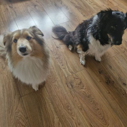 Australien Shepard Mini Sheltie mix