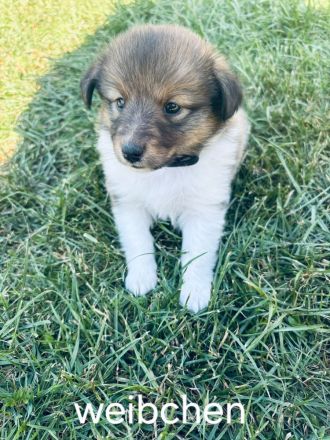 Australien Shepard Mini Sheltie mix