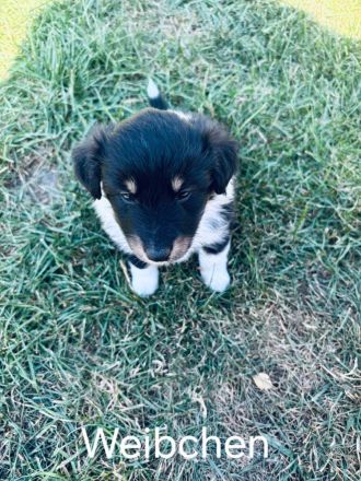 Australien Shepard Mini Sheltie mix