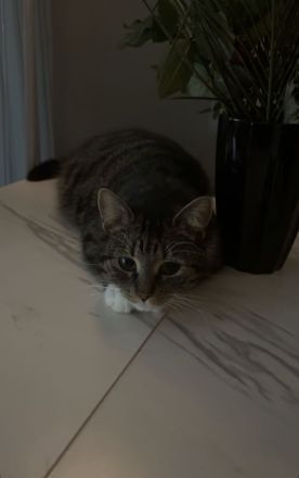 Katze abzugeben