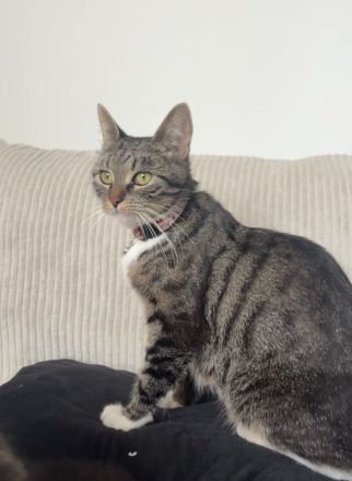 Katze abzugeben