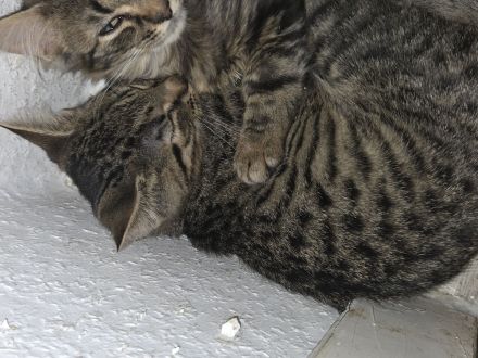 Kitten