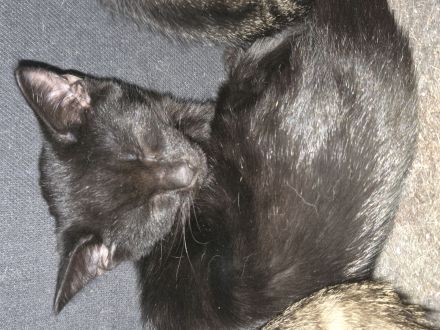 Kitten
