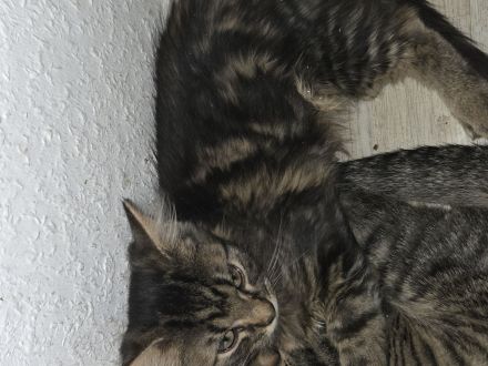 Kitten