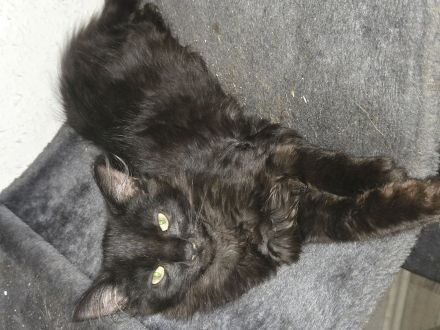 Kitten