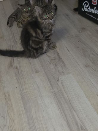Kitten