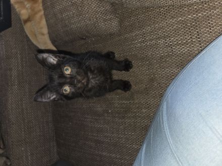 Kitten