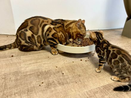Junges Bengal Kitten - reinrassig - Brown Spotted Tabby