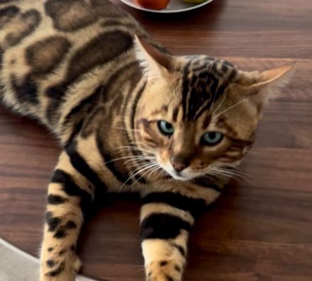 Junges Bengal Kitten - reinrassig - Brown Spotted Tabby