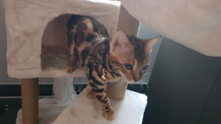 Junges Bengal Kitten - reinrassig - Brown Spotted Tabby