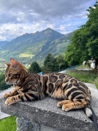 Junges Bengal Kitten - reinrassig - Brown Spotted Tabby