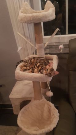 Junges Bengal Kitten - reinrassig - Brown Spotted Tabby