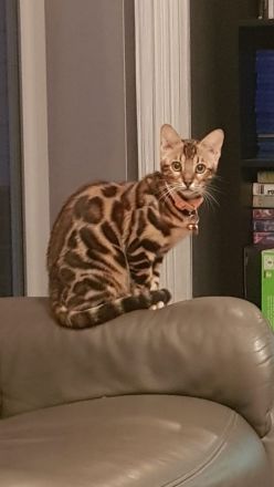 Junges Bengal Kitten - reinrassig - Brown Spotted Tabby
