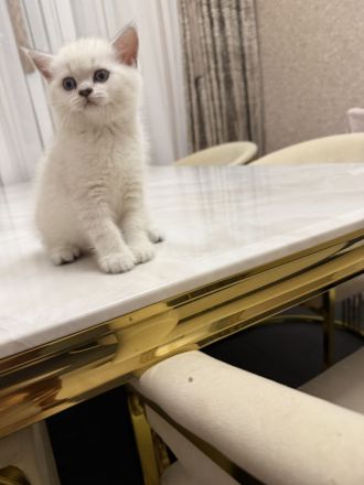Abgabe bereit noch 3 Bkh kitten übrig