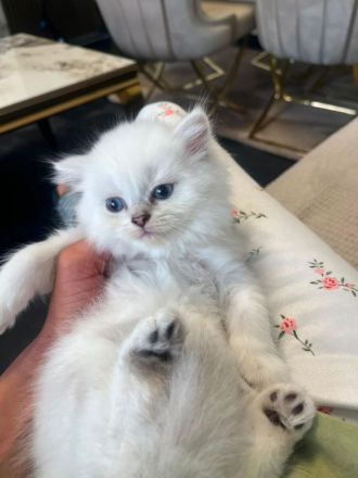 Abgabe bereit noch 3 Bkh kitten übrig