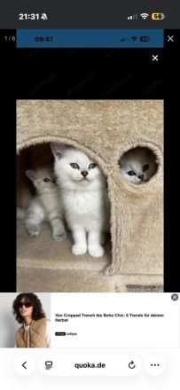 Abgabe bereit noch 3 Bkh kitten übrig
