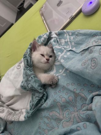 Abgabe bereit noch 3 Bkh kitten übrig