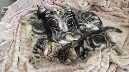 ღ Reinrassige Britisch Kurzhaar BKH Kitten Black Golden Silver Tabby Classic Whiskas