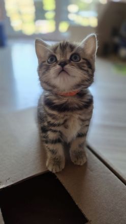 ღ Reinrassige Britisch Kurzhaar BKH Kitten Black Golden Silver Tabby Classic Whiskas