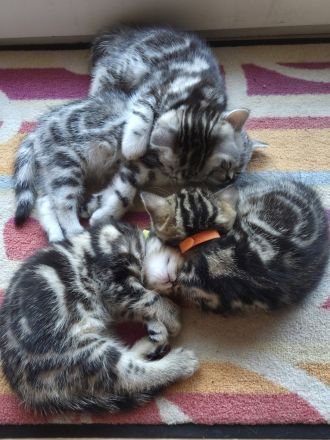 ღ Reinrassige Britisch Kurzhaar BKH Kitten Black Golden Silver Tabby Classic Whiskas
