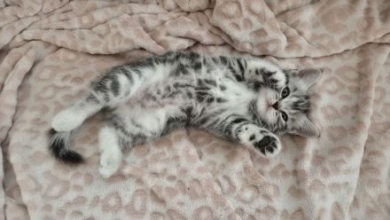ღ Reinrassige Britisch Kurzhaar BKH Kitten Black Golden Silver Tabby Classic Whiskas