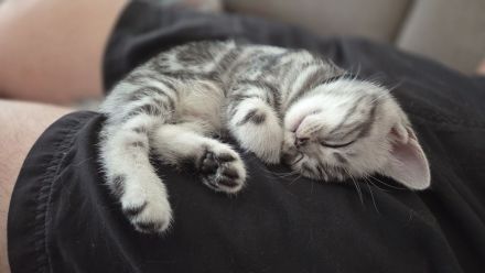 ღ Reinrassige Britisch Kurzhaar BKH Kitten Black Golden Silver Tabby Classic Whiskas