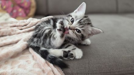 ღ Reinrassige Britisch Kurzhaar BKH Kitten Black Golden Silver Tabby Classic Whiskas