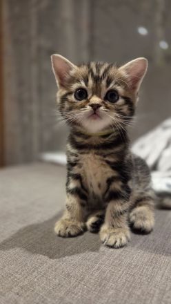ღ Reinrassige Britisch Kurzhaar BKH Kitten Black Golden Silver Tabby Classic Whiskas